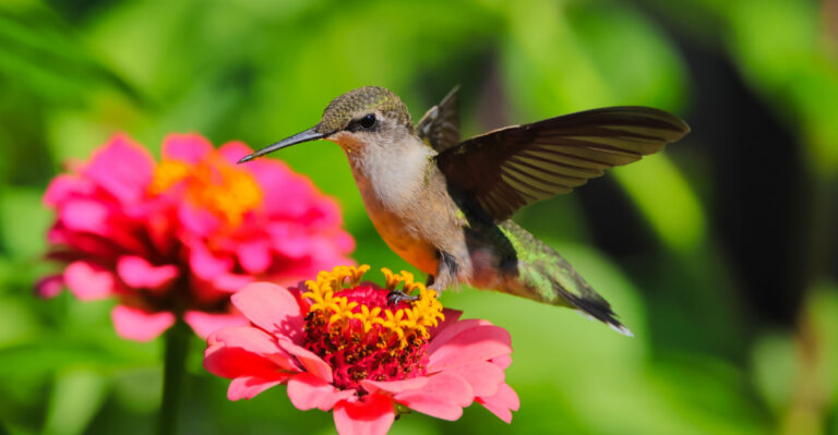 Flowers That Attract Hummingbirds In Southern Oregon
