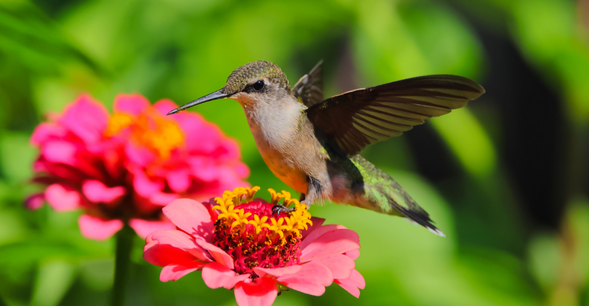 Flowers That Attract Hummingbirds In Southern Oregon