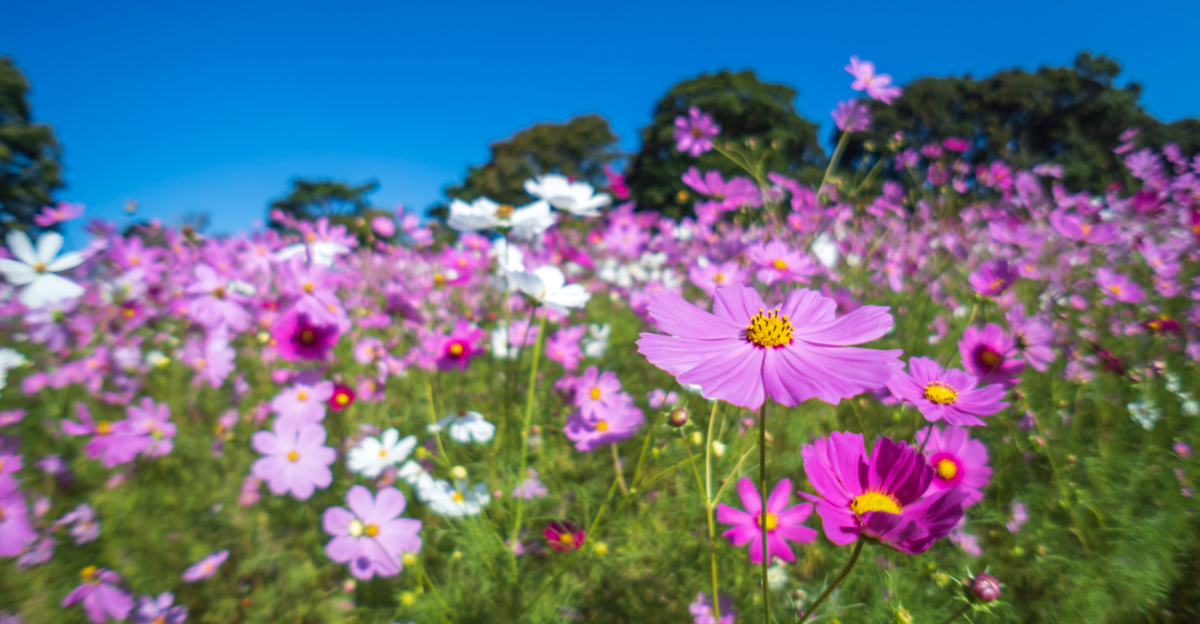 Flowers That Bloom In April And Last Through Summer In North Carolina