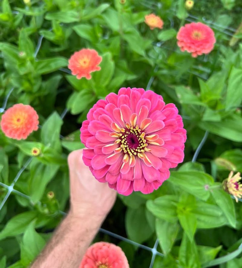 Zinnia With Its Fast, Color-Packed Blooms