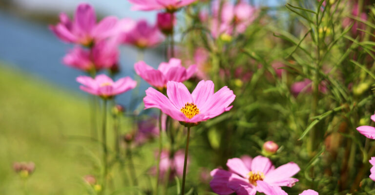 Flowers To Plant In Florida This April