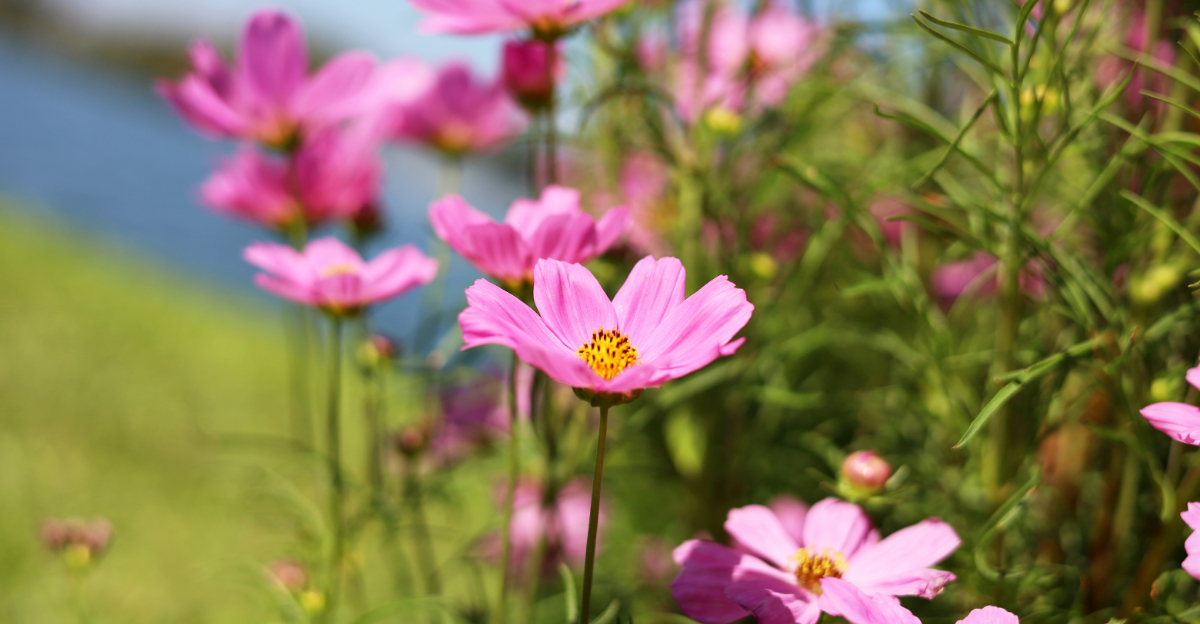 Flowers To Plant In Florida This April