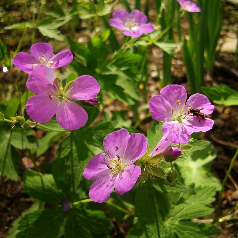 Wild Geranium