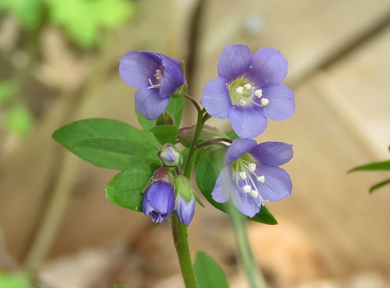 Jacob's Ladder Prefers Cool, Moist Spring Conditions