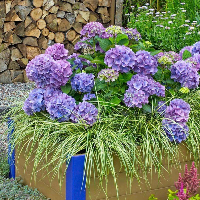 Native Carex Adds Texture And Season Long Structure