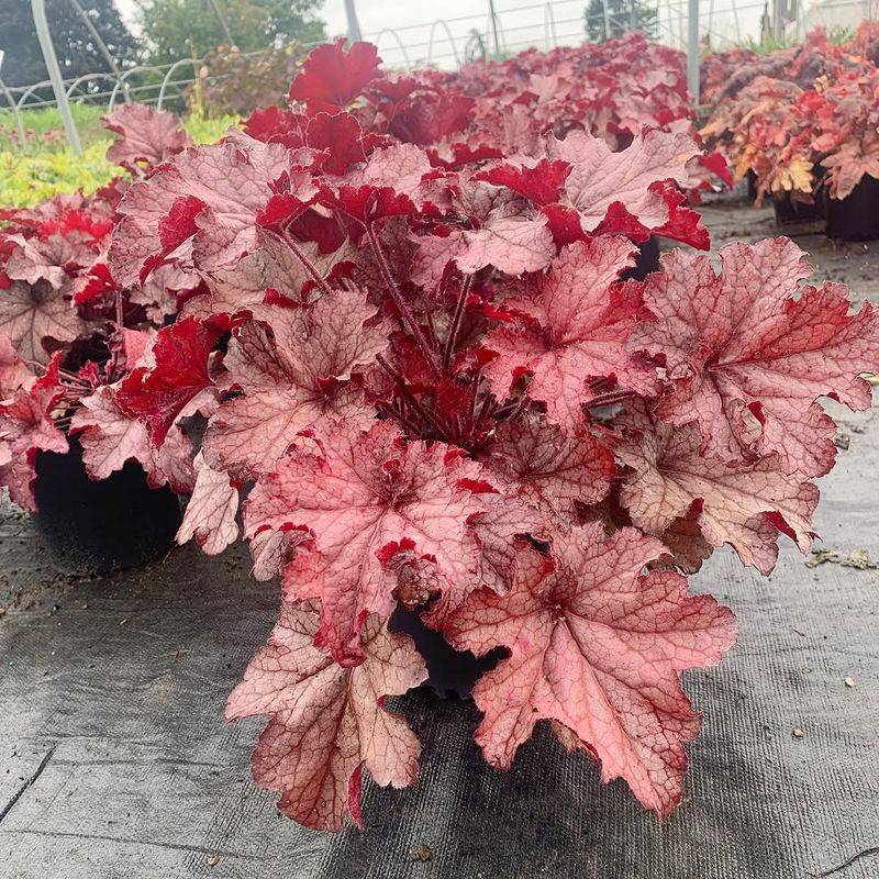 Coral Bells Showing Off Colorful, Textured Leaves