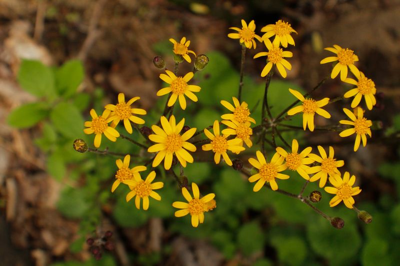 Golden Ragwort Spreads Fast And Covers Soil