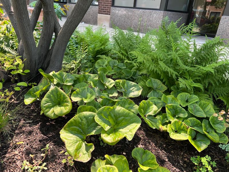 Wild Ginger Creates Cool Ground Conditions Fireflies Need