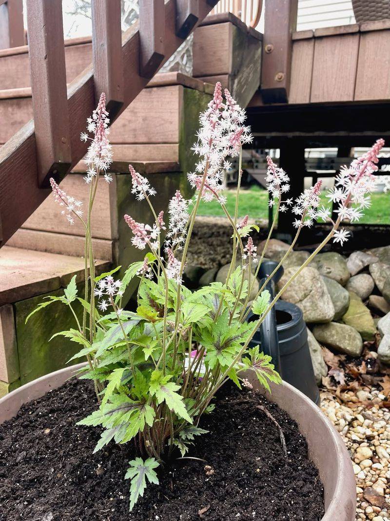 Those Airy Blooms Make Any Entry Feel Softer