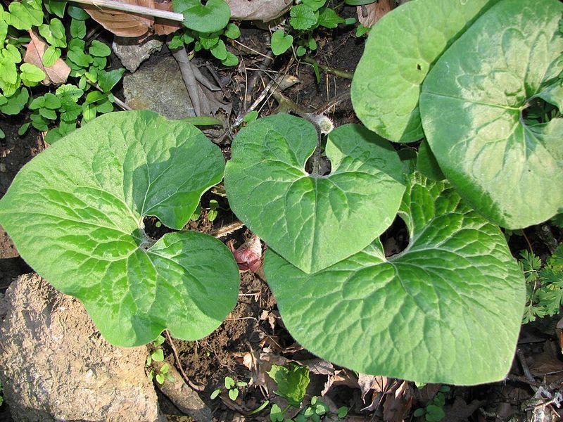 Wild Ginger Supports Leaf Litter And Ground Habitat