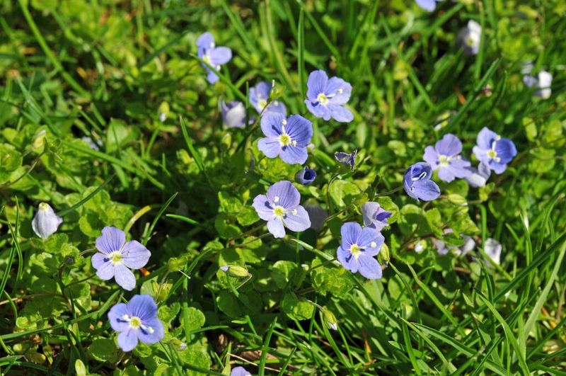 Creeping Speedwell Can Get Pushy