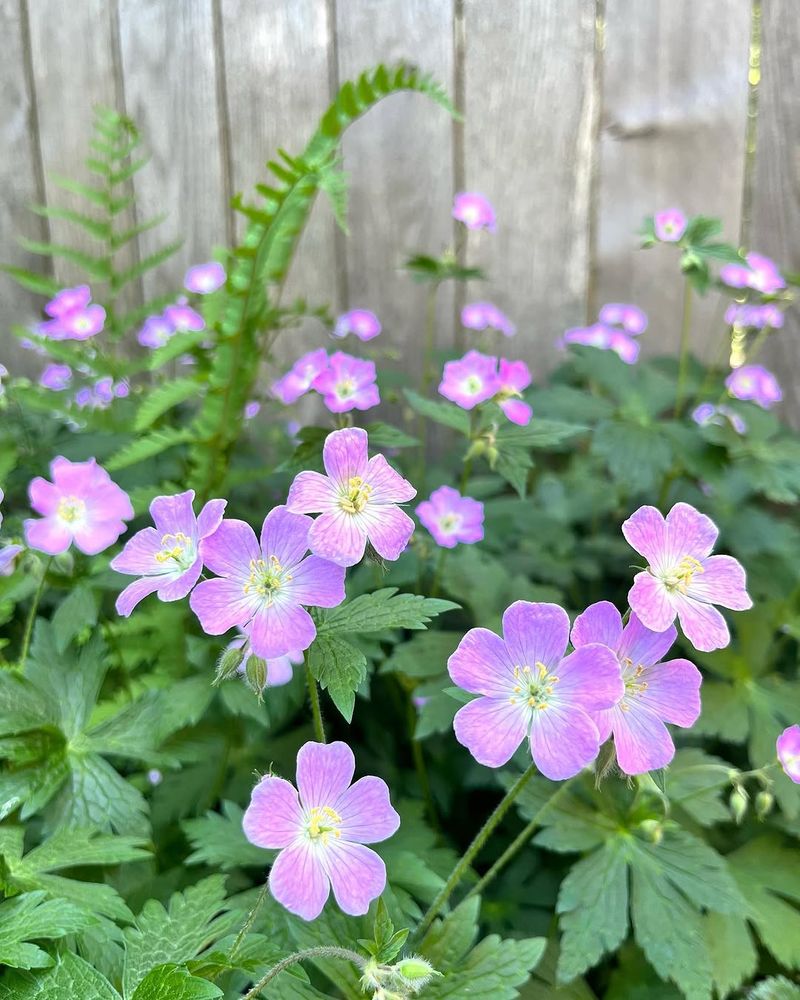 Wild Geranium Handles Dry Shade With Little Care
