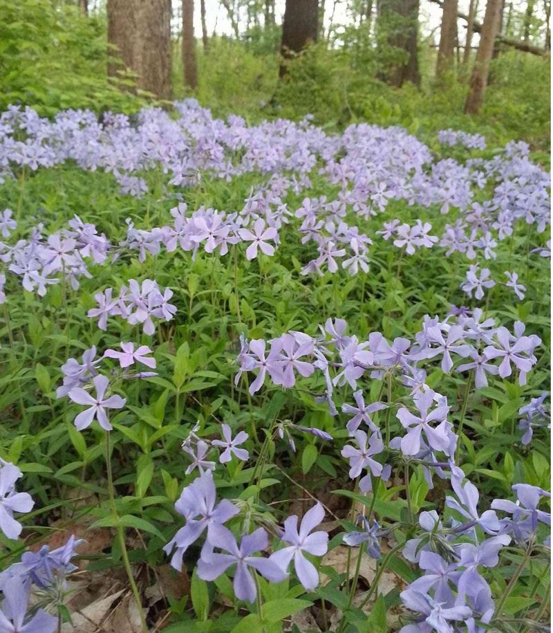 Woodland Phlox Adds Early Spring Color