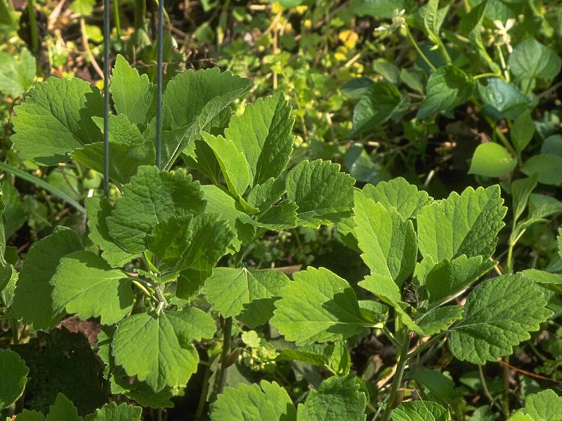Allegheny Spurge Forms Dense Growth In Shade