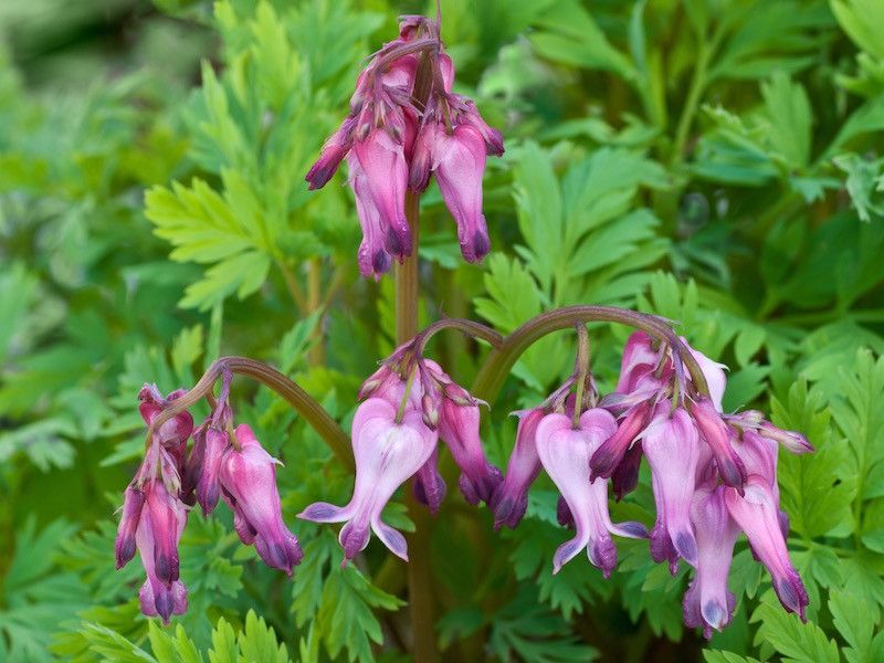 Fringed Bleeding Heart Delivers Drama In The Hardest Spot In The Yard