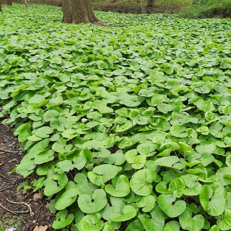 Wild Ginger Creates A Lush Groundcover Under Trees