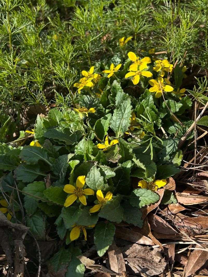 Green And Gold Grows Strong In Shaded Clay Conditions