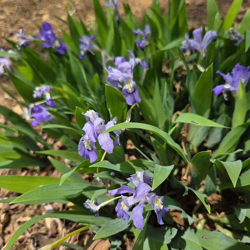 Dwarf Crested Iris (Iris Cristata)
