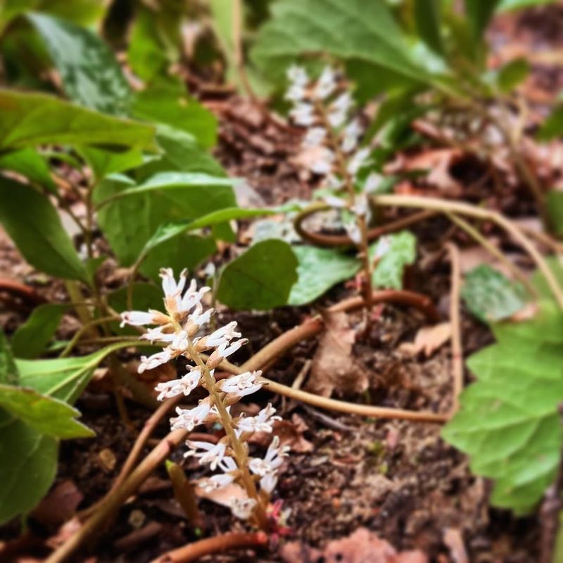 Allegheny Spurge (Pachysandra Procumbens)
