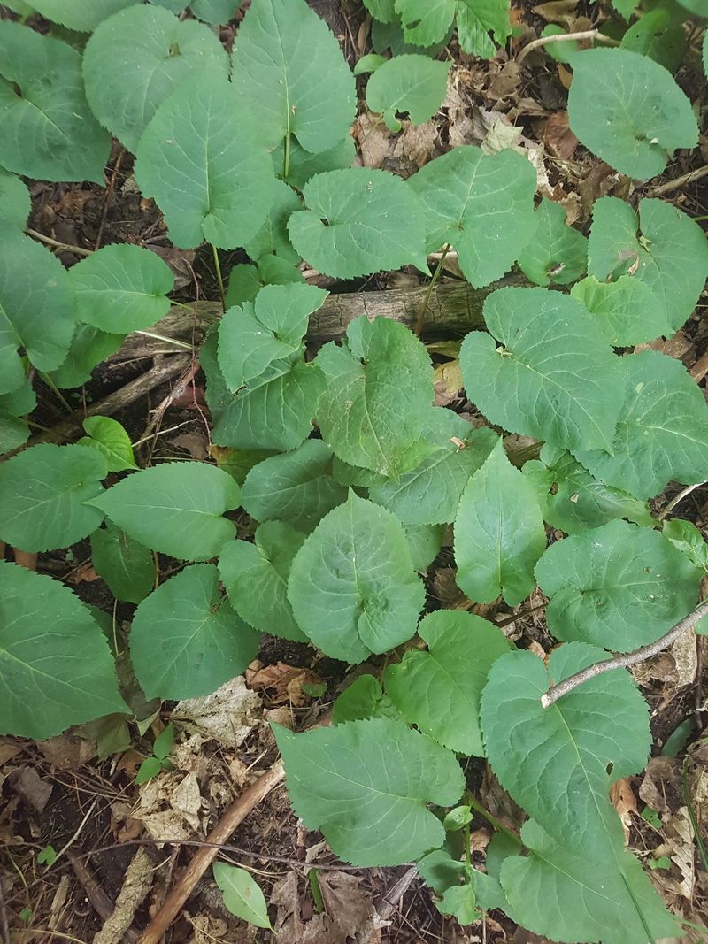 Bigleaf Aster (Eurybia macrophylla)