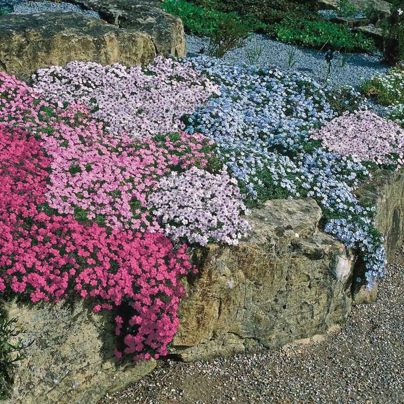 Creeping Phlox (Phlox stolonifera)