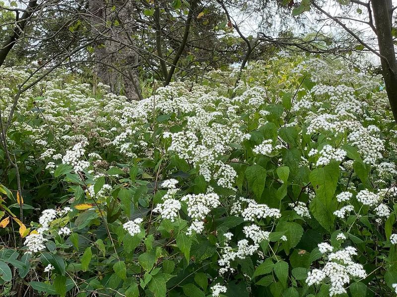 White Snakeroot (Ageratina altissima)
