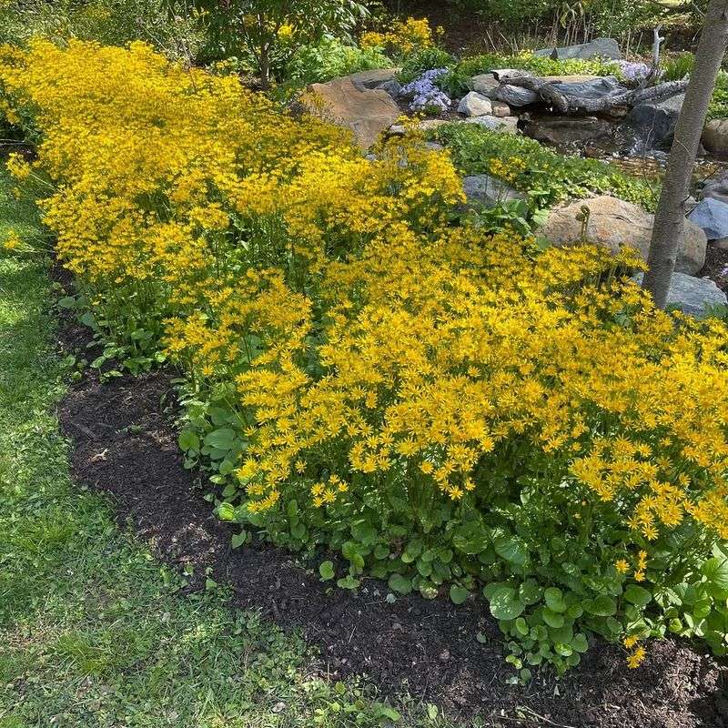 Golden Ragwort (Packera aurea)