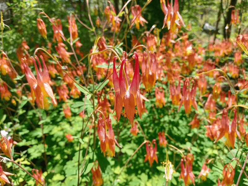 Wild Columbine (Aquilegia canadensis)