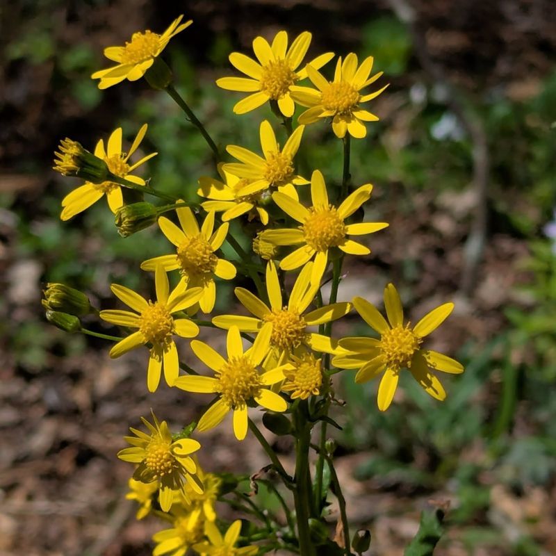 Golden Ragwort Spreads Naturally And Supports Pollinators