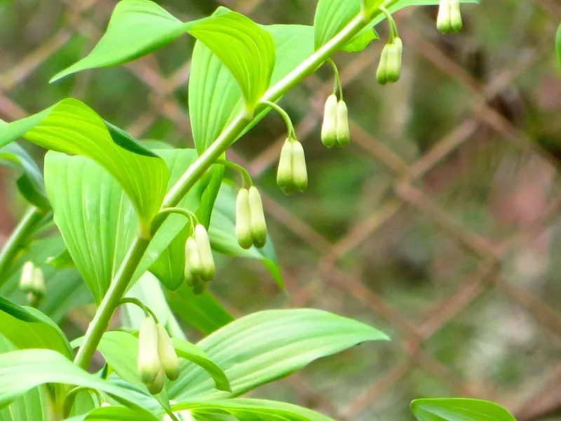 Solomon's Seal