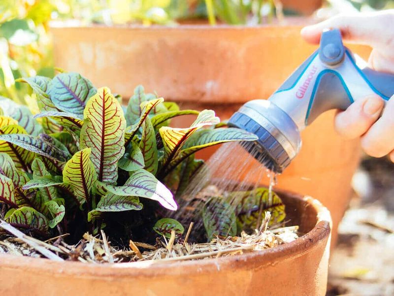 Watch Containers Closely As Potting Soil Dries Faster