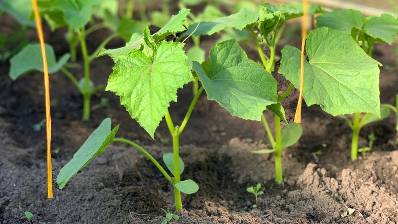 Trim Lower Leaves To Improve Airflow Near The Soil