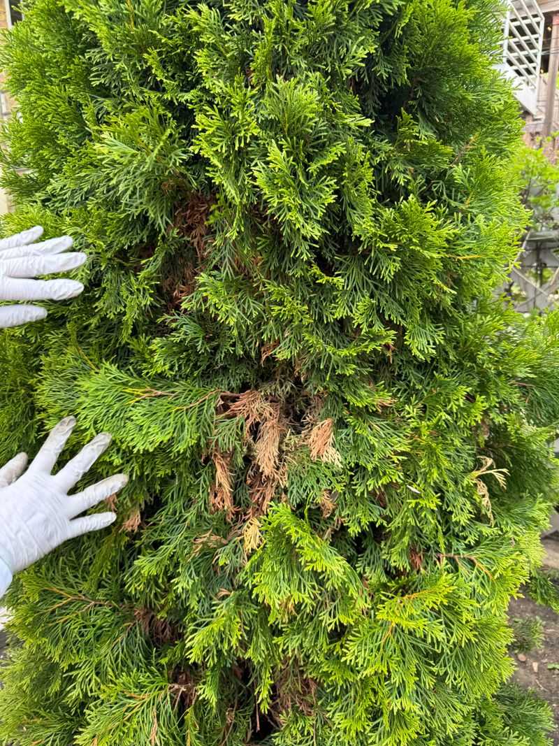 Interior Growth Often Stays Green