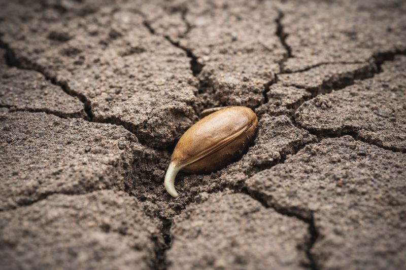 Top Few Inches Of Soil Feel Dry To The Touch