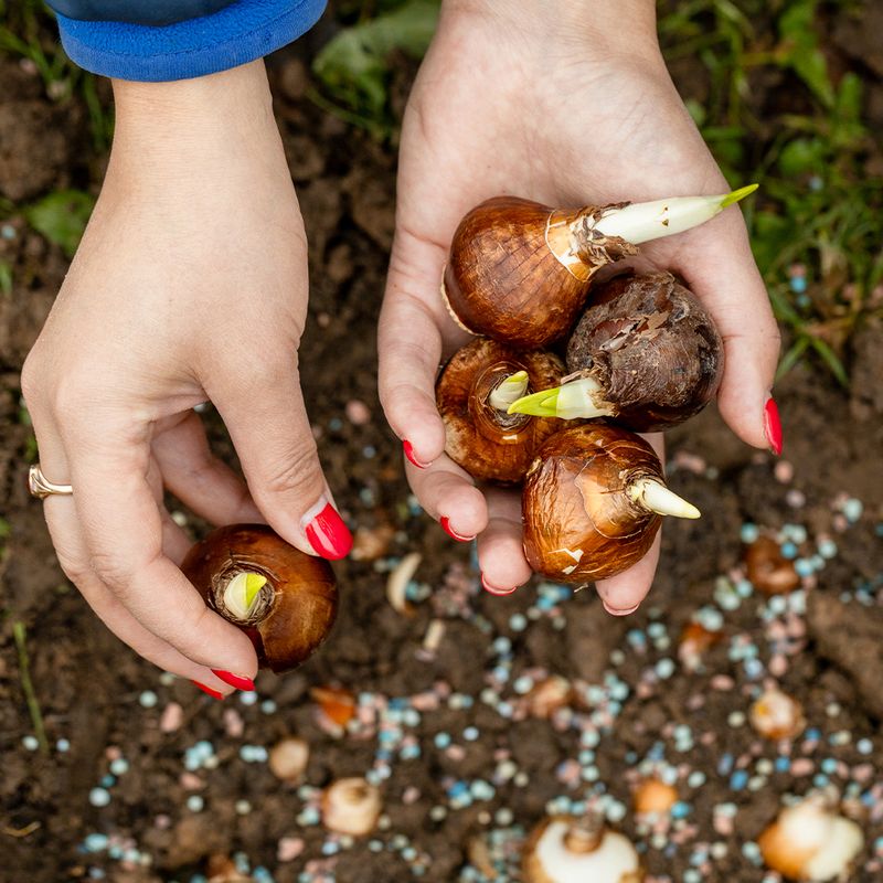 Poor Drainage Leads To Bulb Decline In Heavy Soil