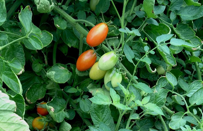 Increase Spacing In Humid Areas Of North Carolina