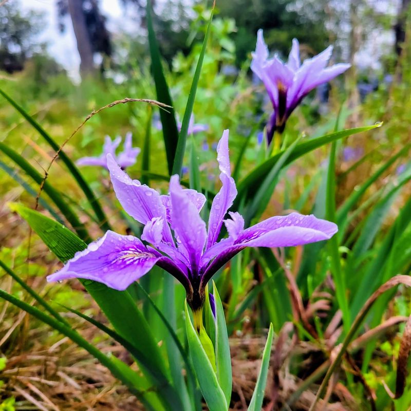 Douglas Iris