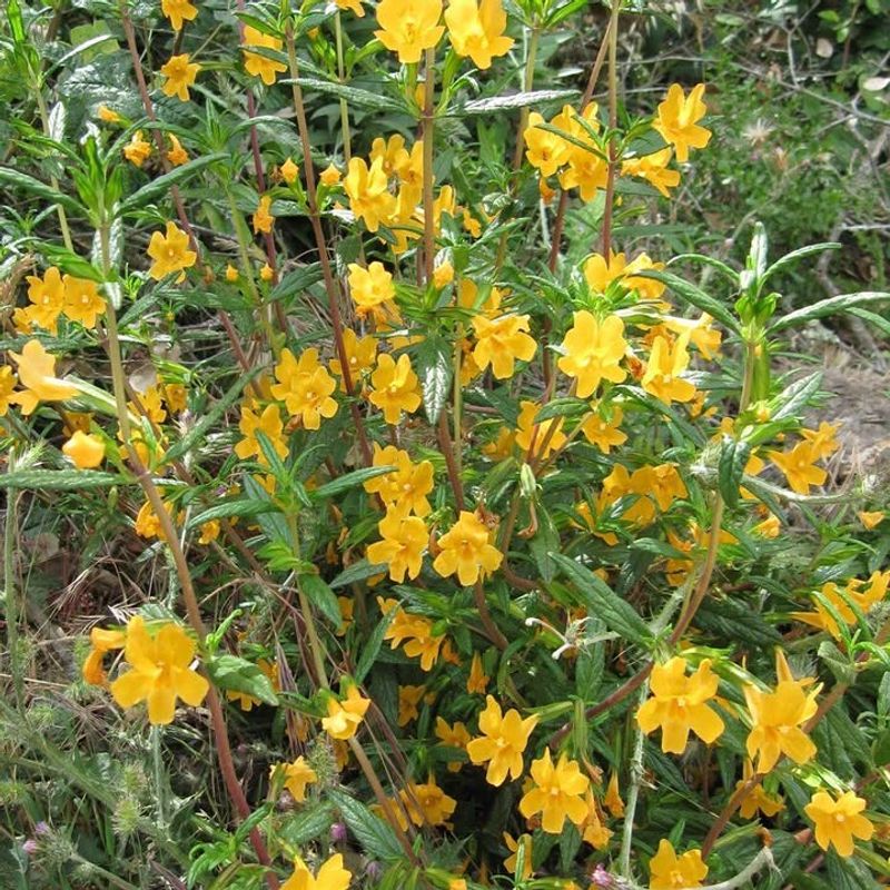 Bush Monkey Flower