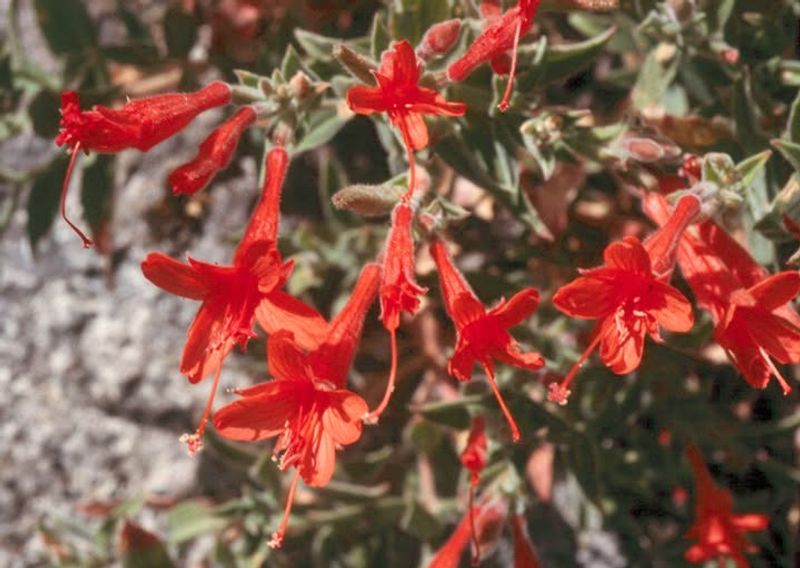 California Fuchsia