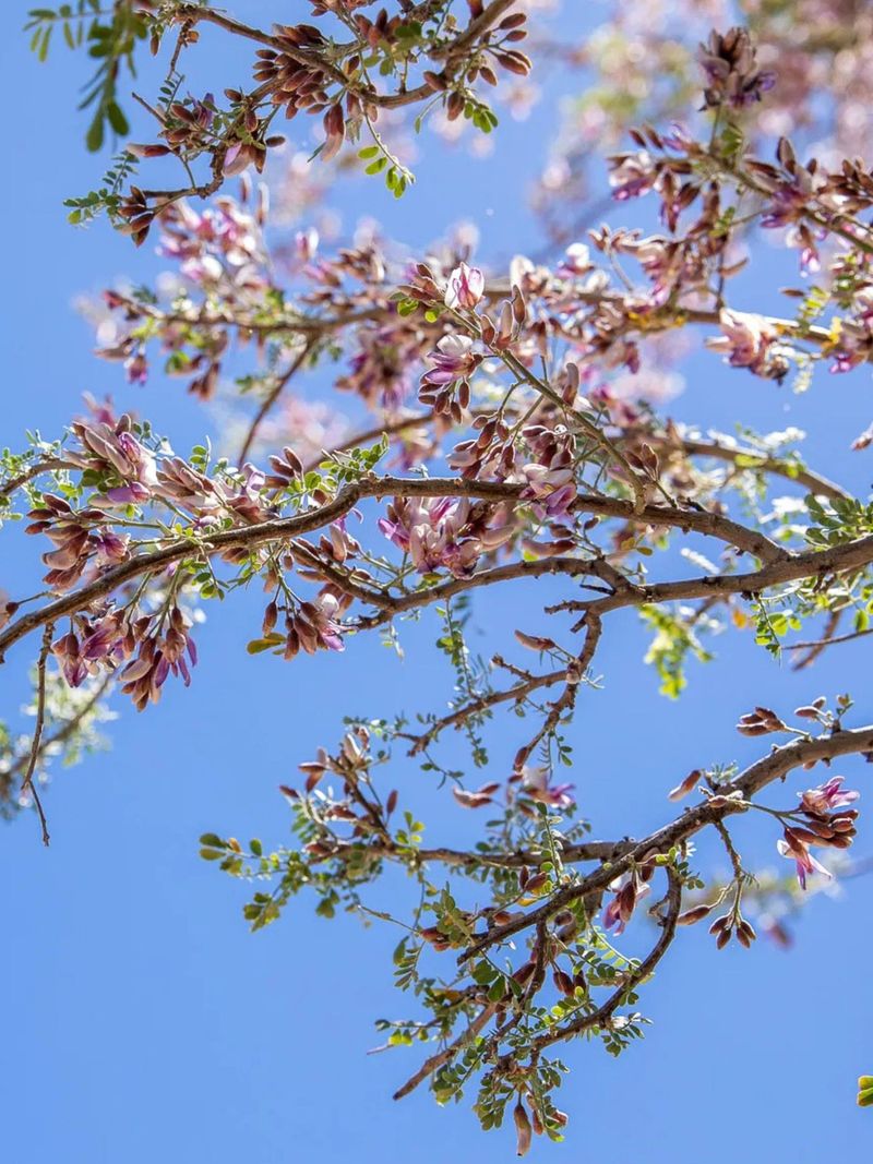 Ironwood Supports Wildlife And Desert Shade
