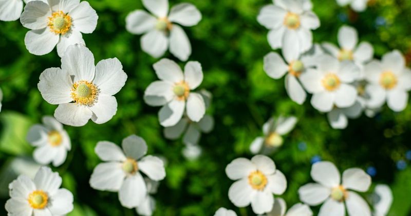 Produces White Flowers In Late Spring To Early Summer