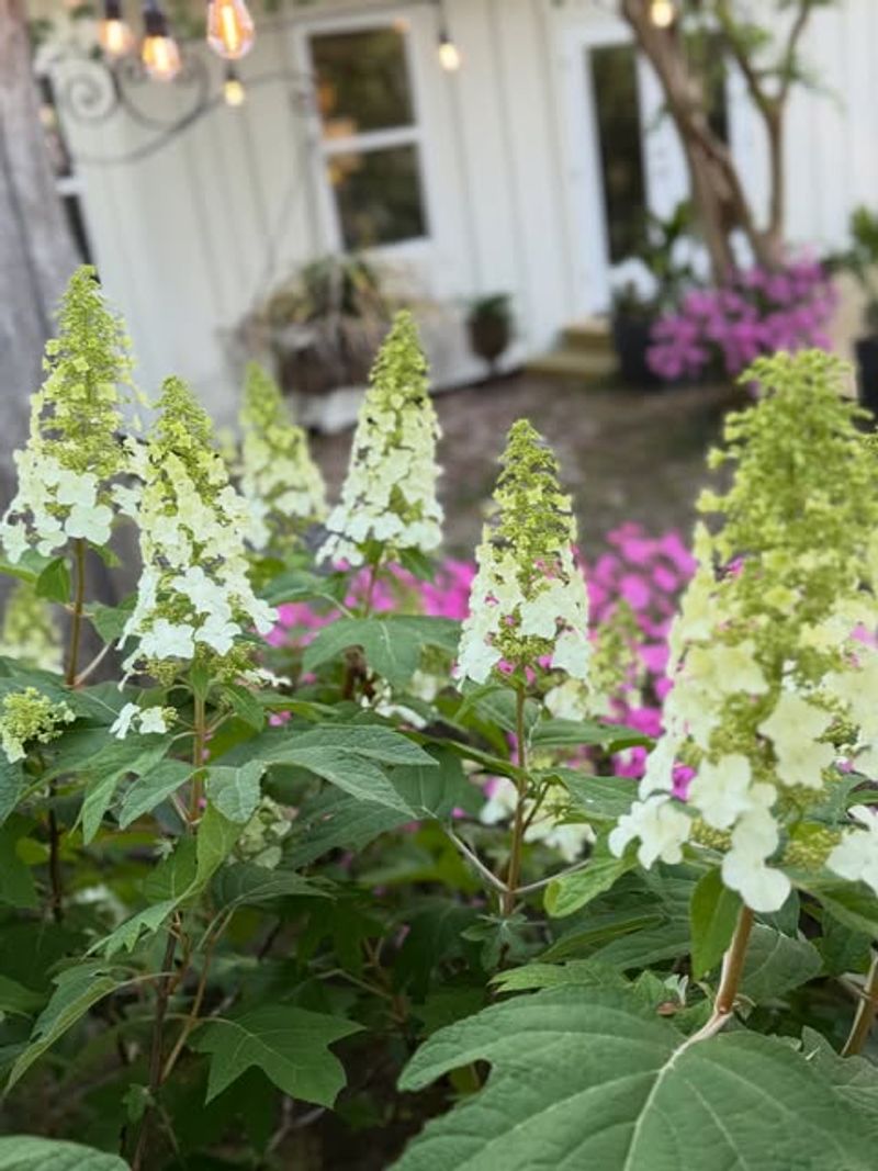 Oakleaf Hydrangea Flowers In Late Spring