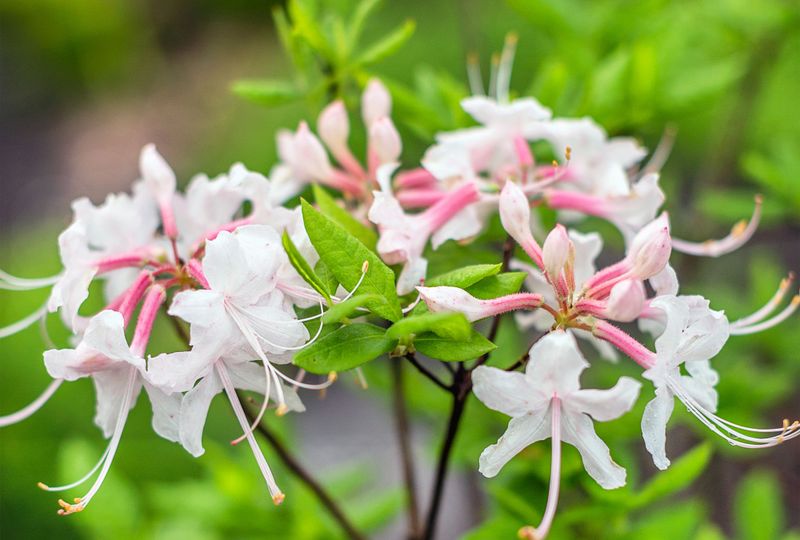 Azalea April Pruning Costs You The Whole Show