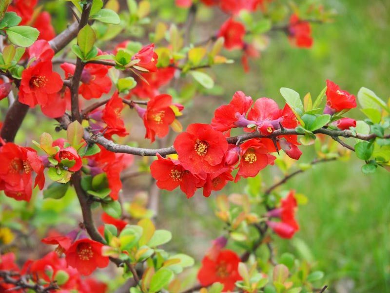 Flowering Quince Can Turn Wild Without A Good Trim