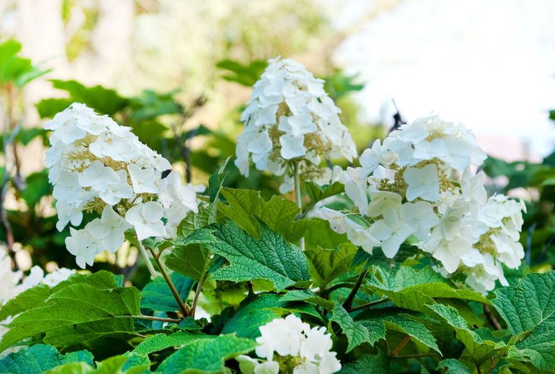 Oakleaf Hydrangea Needs Minimal Spring Care