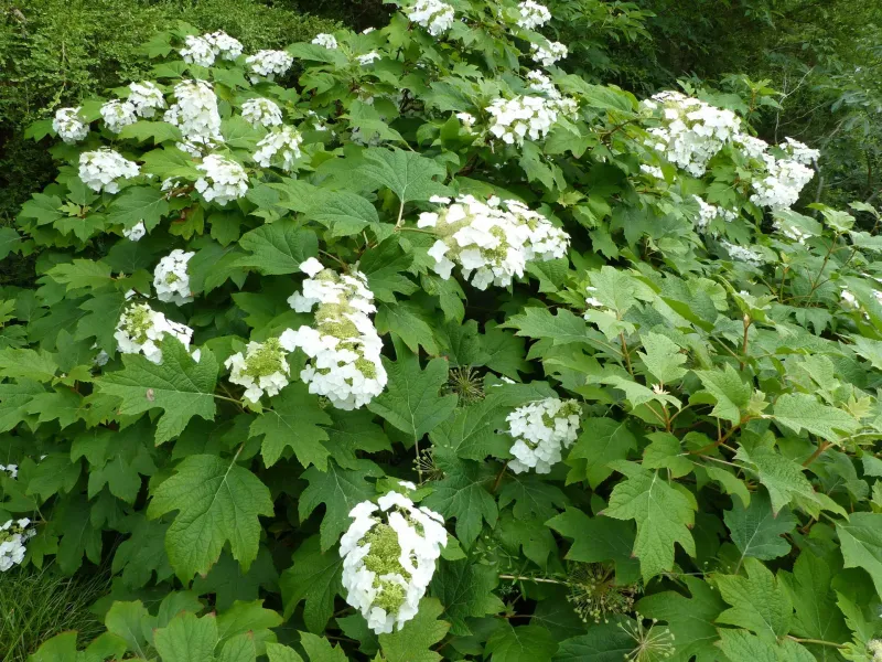 Oakleaf Hydrangea Offers Texture And Seasonal Interest