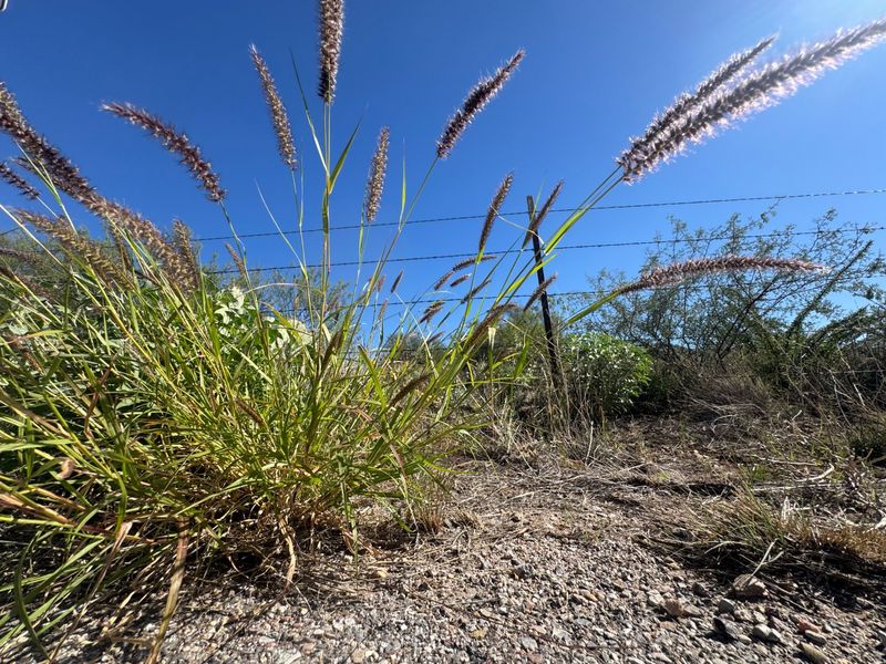 Giant Reed Overtakes Waterways And Is Hard To Remove