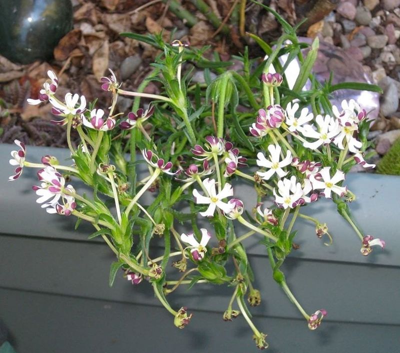 Night Phlox Releases Fragrance After Sunset