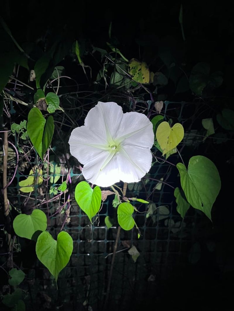 Moonflower