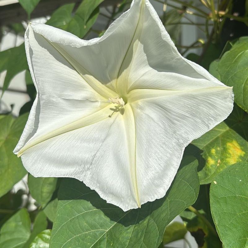Moonflower (Ipomoea Alba)